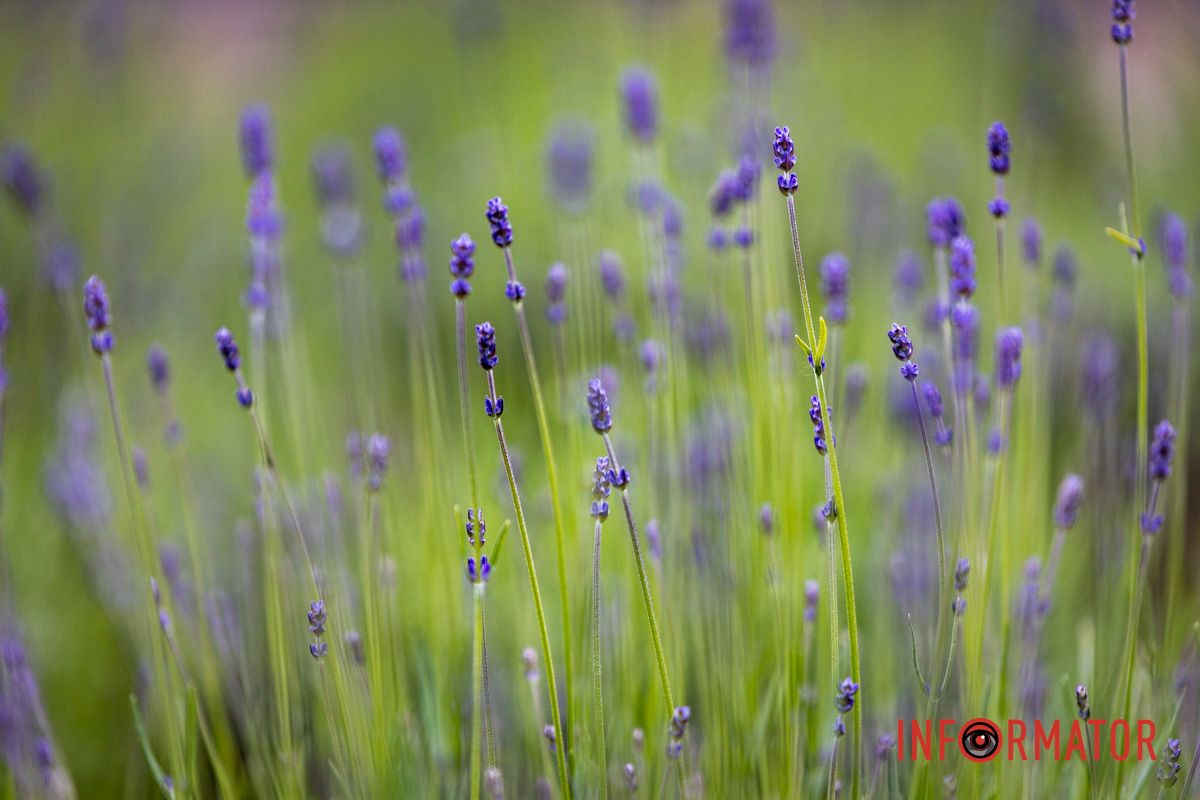 На Монастырском острове в Днепре зацвела лаванда: фоторепортаж 9