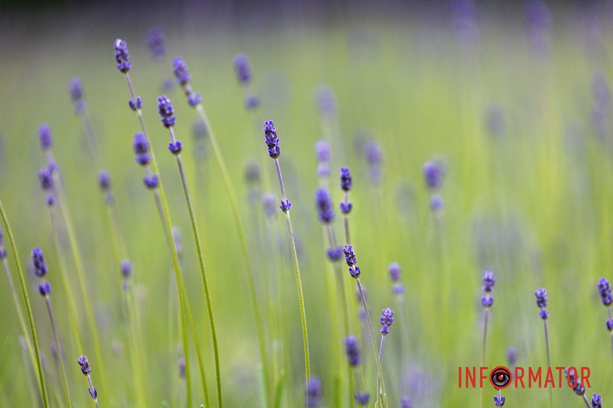 На Монастырском острове в Днепре зацвела лаванда: фоторепортаж 10