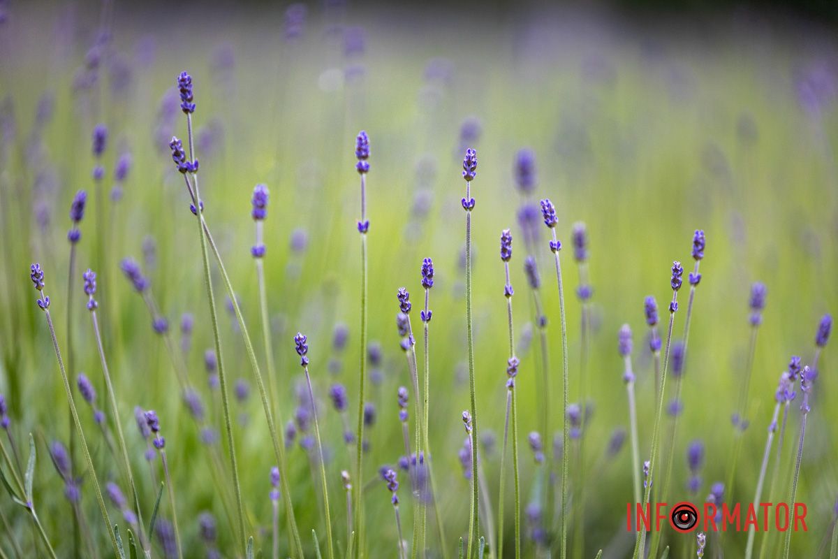 На Монастырском острове в Днепре зацвела лаванда: фоторепортаж 11