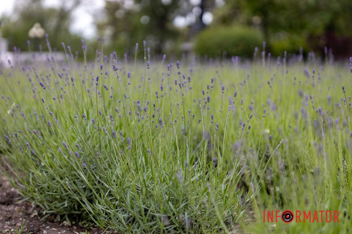 На Монастырском острове в Днепре зацвела лаванда: фоторепортаж 12