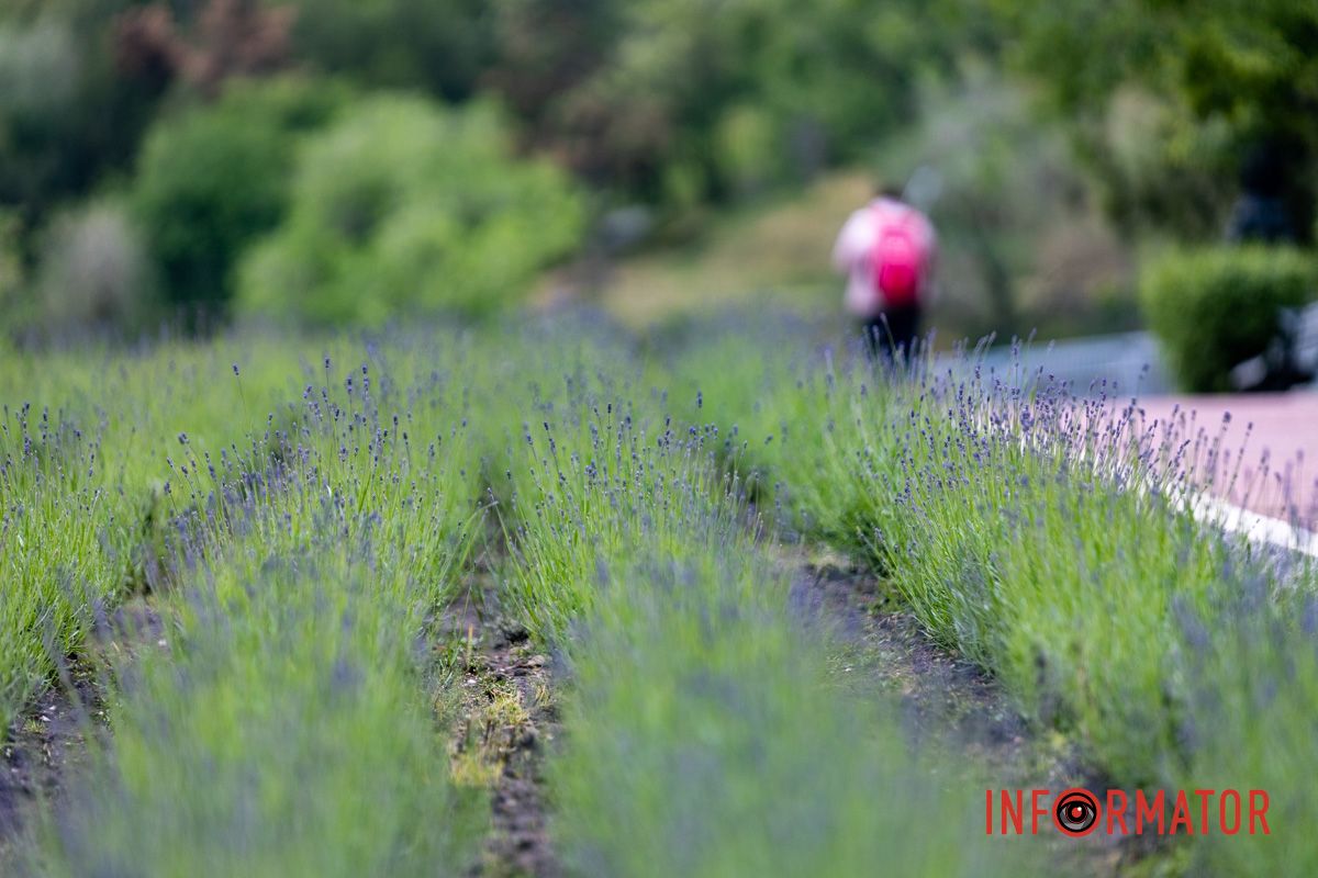 На Монастырском острове в Днепре зацвела лаванда: фоторепортаж 15