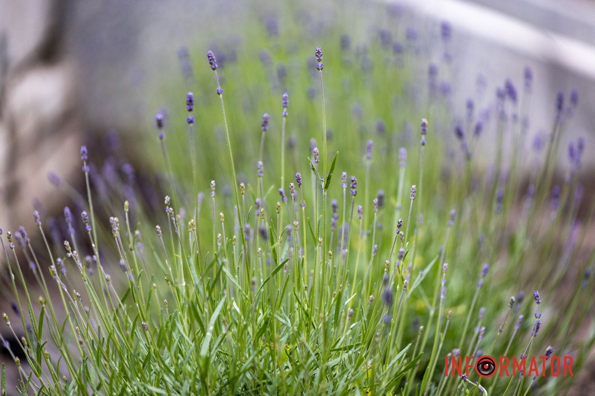 На Монастырском острове в Днепре зацвела лаванда: фоторепортаж 16