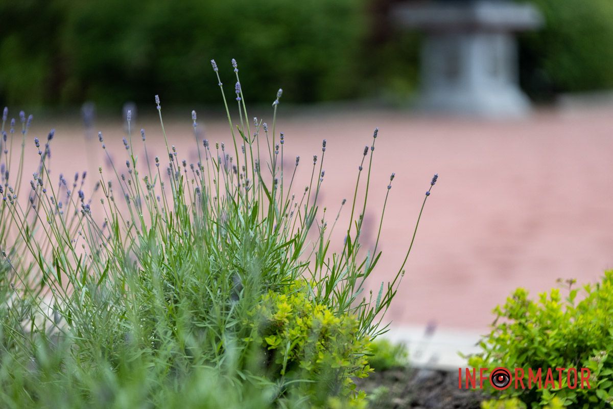 На Монастырском острове в Днепре зацвела лаванда: фоторепортаж 17