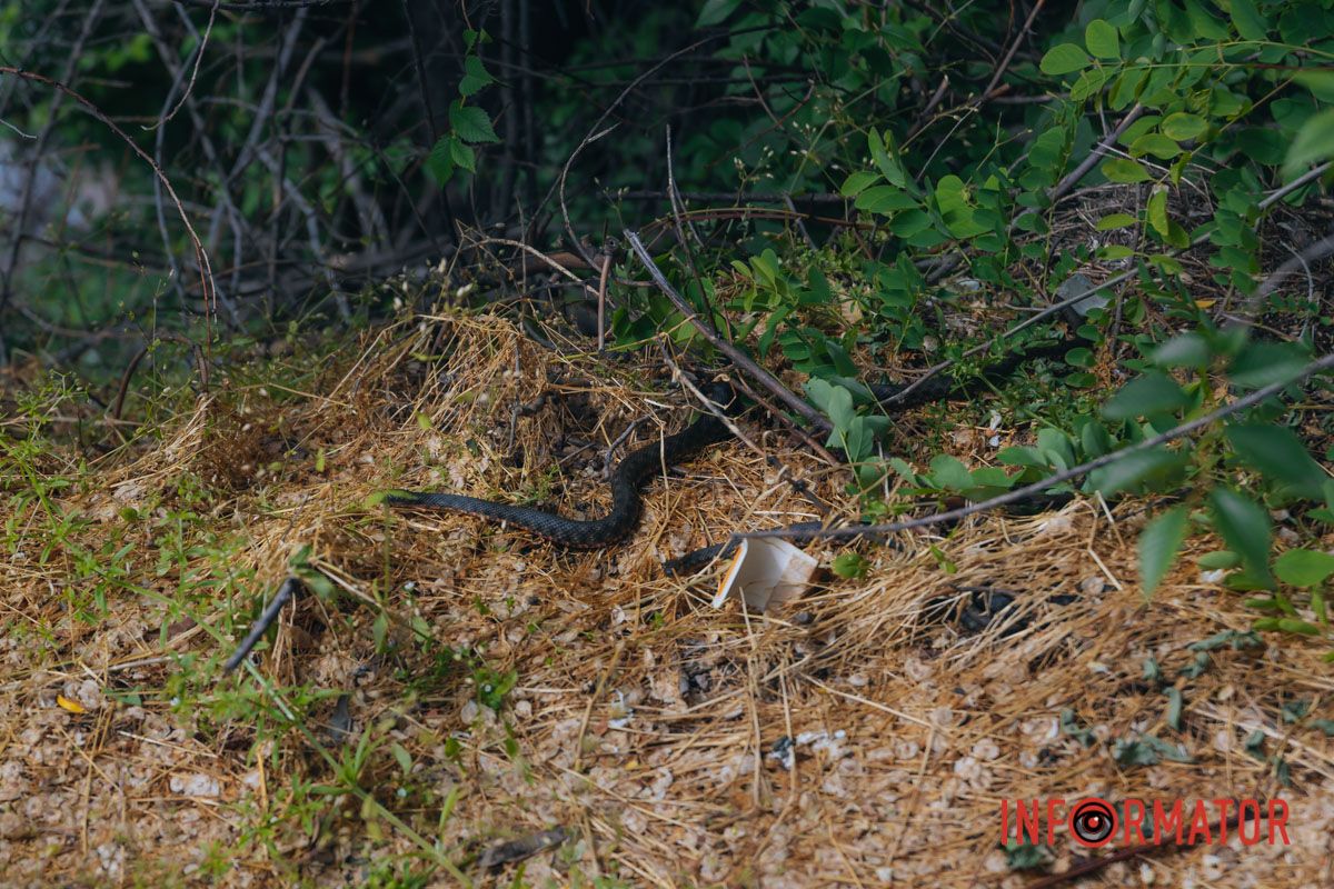 У Дніпрі на Монастирському острові побачили змій