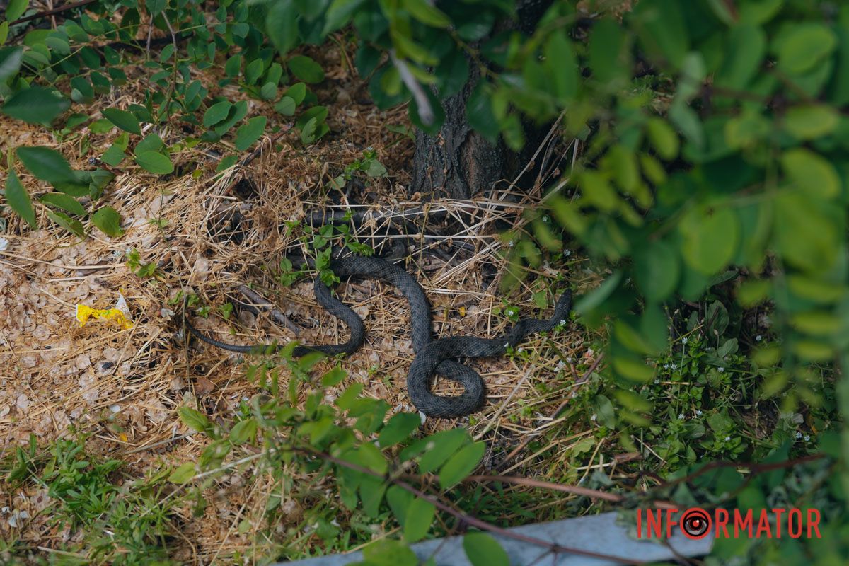 Змії знаходились поруч з водоспадом “Поріг ревучий”