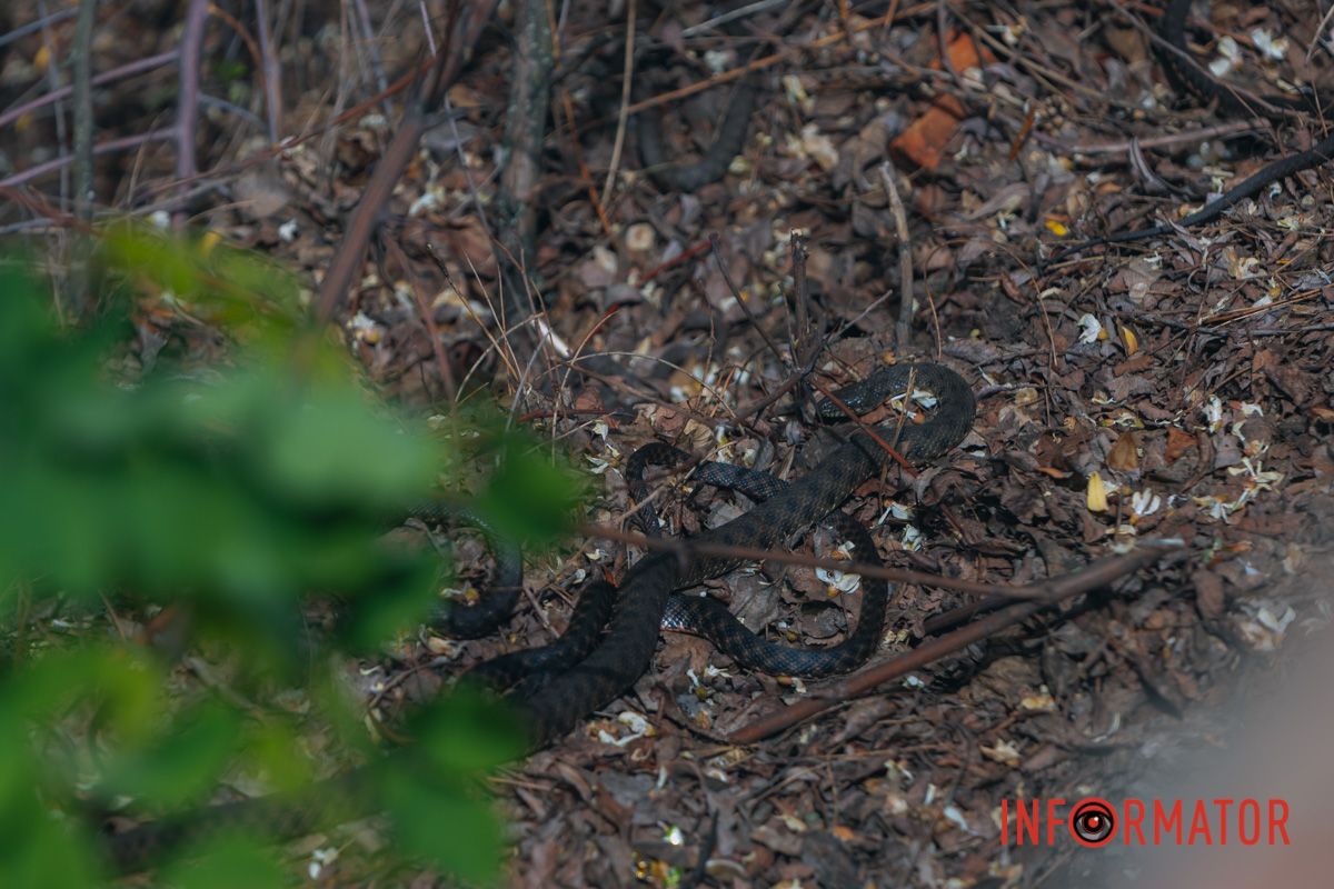Фото: Денис Чубченко