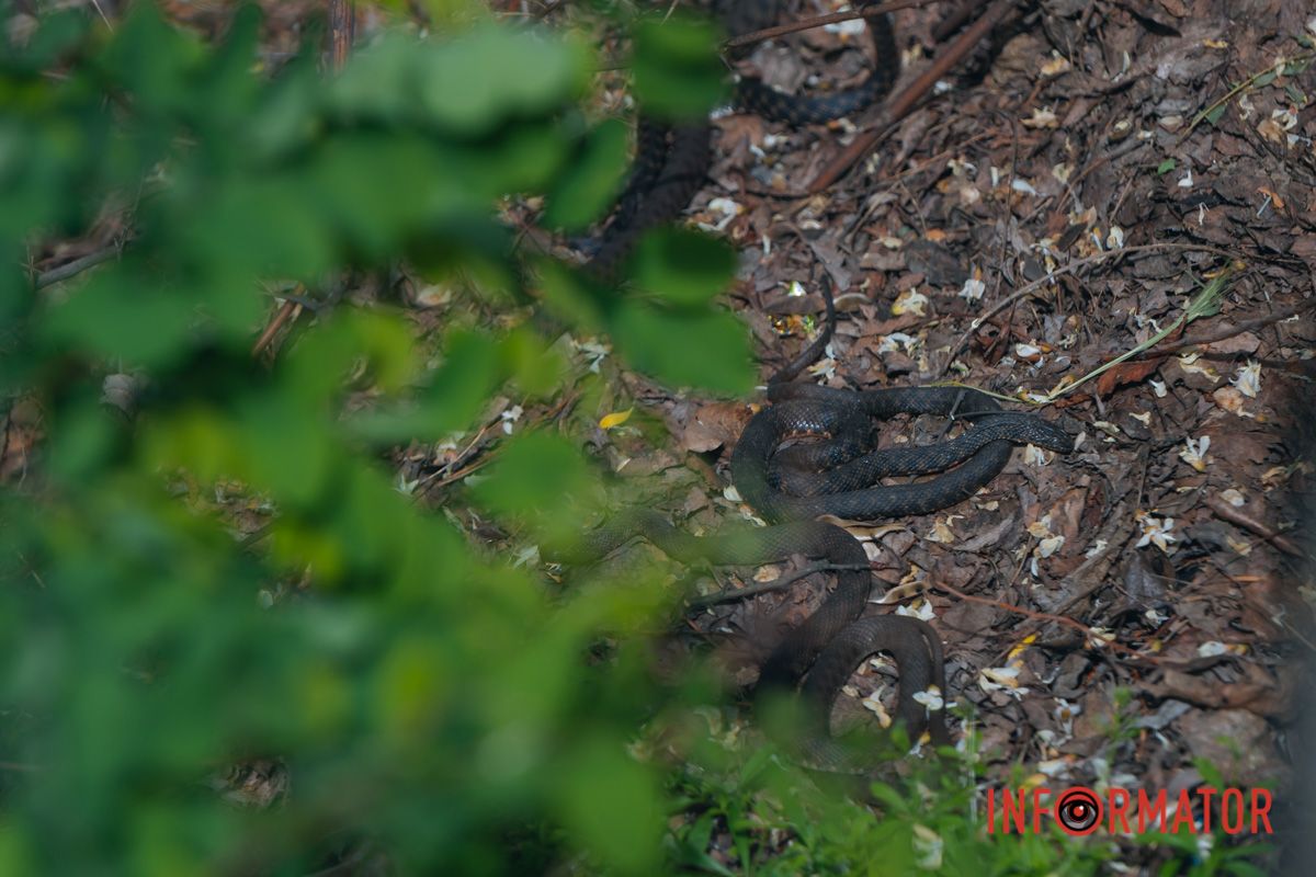 Якщо вас вкусила змія, не можна висмоктувати отруту