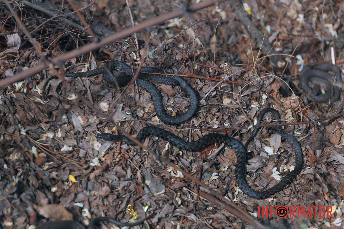 Дивіться під ноги