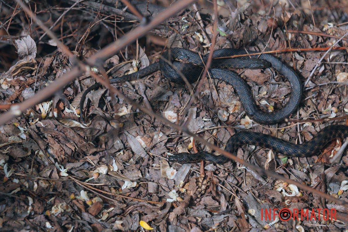 Якщо побачили змію, замріть та повільно відступіть