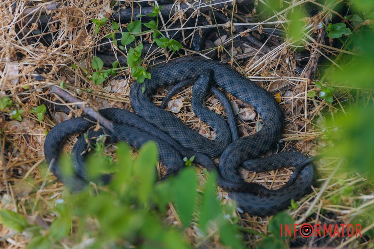 В Україні мешкають такі отруйні змії, як гадюка, гадюка Нікольського та степова гадюка