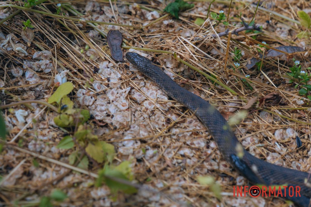 Щоб зменшити ризик укусу змії, під час відпочинку на природі одягайте одяг, який закриває шкіру