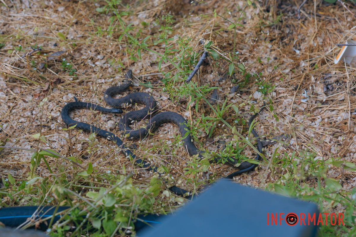 Не намагайтесь вбити чи зловити змію