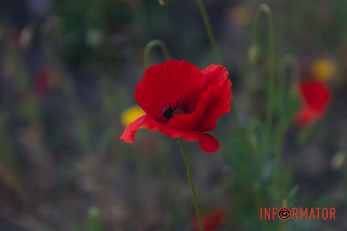 В Днепре на улице Цветы Цисык расцвели маки 16
