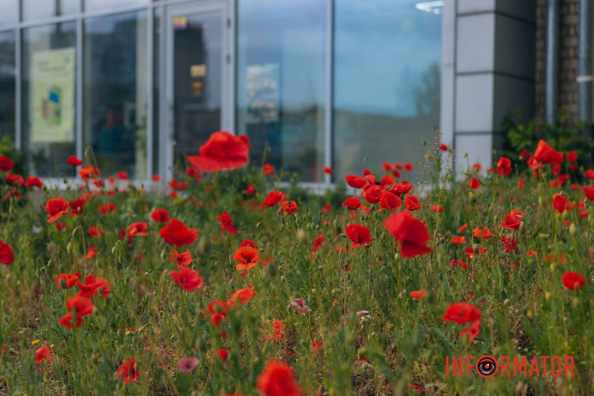 В Днепре на улице Цветы Цисык расцвели маки 17