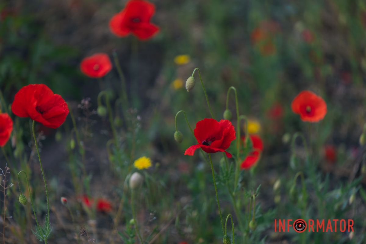 В Днепре на улице Цветы Цисык расцвели маки 18