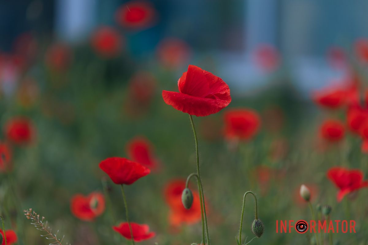 В Днепре на улице Цветы Цисык расцвели маки 20