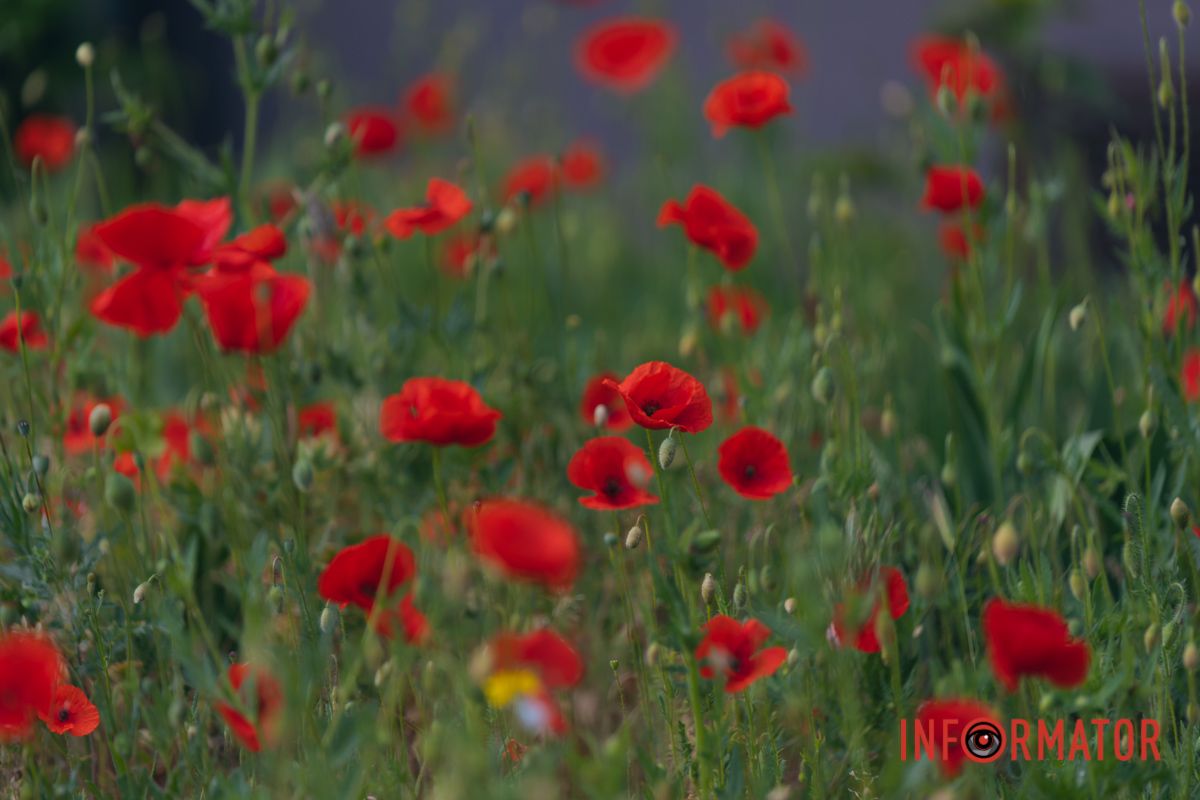 В Днепре на улице Цветы Цисык расцвели маки 19