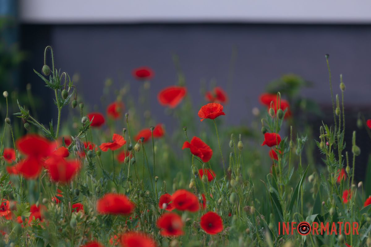 В Днепре на улице Цветы Цисык расцвели маки 24