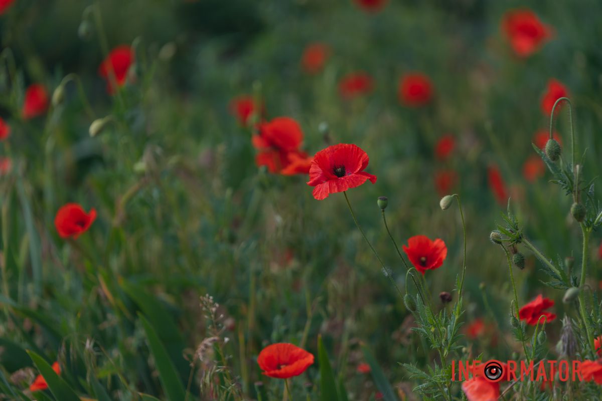 В Днепре на улице Цветы Цисык расцвели маки 22