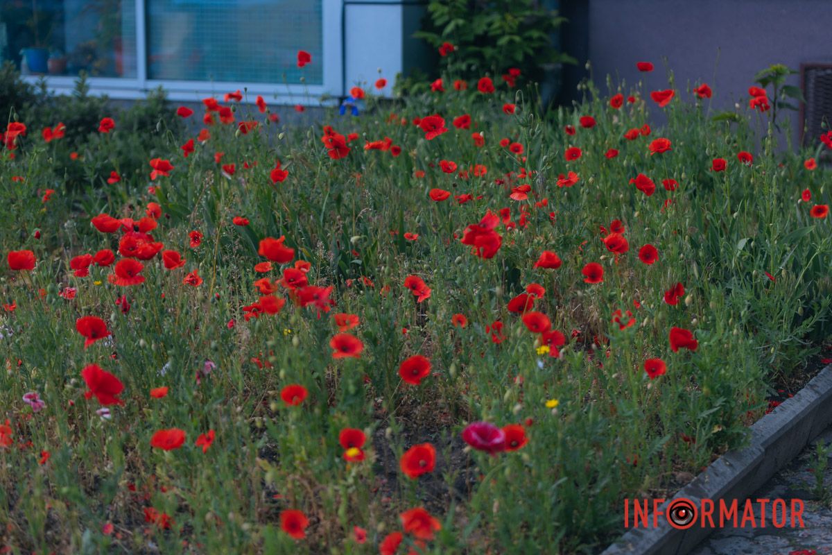 В Днепре на улице Цветы Цисык расцвели маки 21
