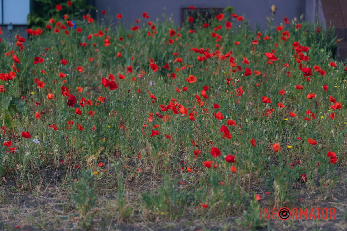 В Днепре на улице Цветы Цисык расцвели маки.