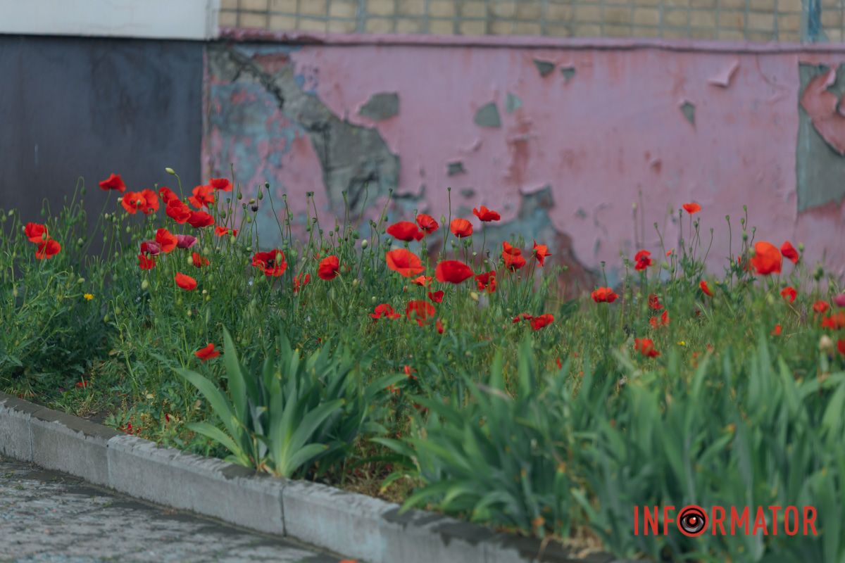 В Днепре на улице Цветы Цисык расцвели маки 2