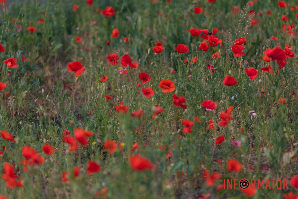 В Днепре на улице Цветы Цисык расцвели маки 15