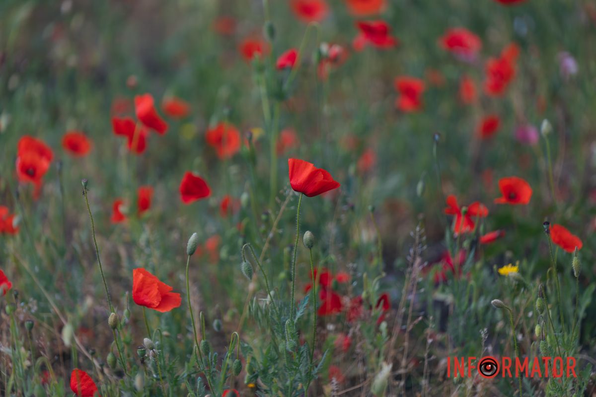 В Днепре на улице Цветы Цисык расцвели маки 3