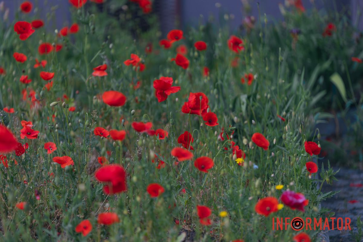 В Днепре на улице Цветы Цисык расцвели маки 4