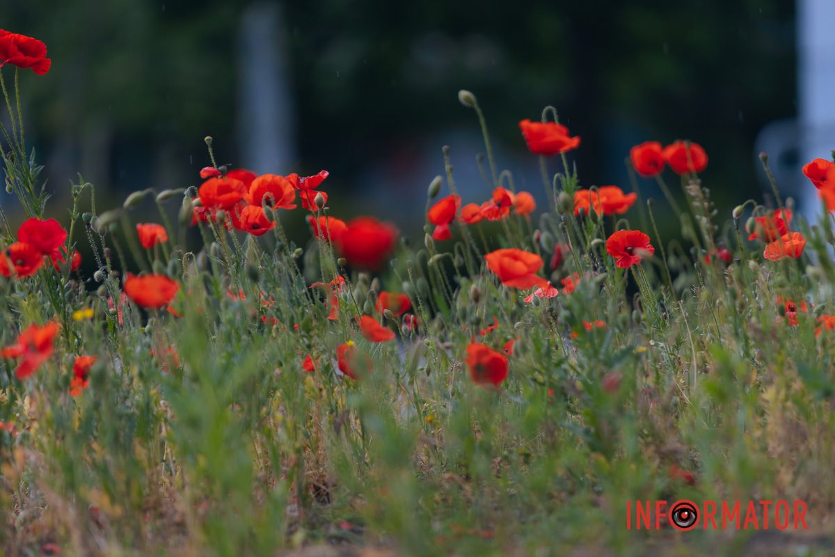 В Днепре на улице Цветы Цисык расцвели маки 8