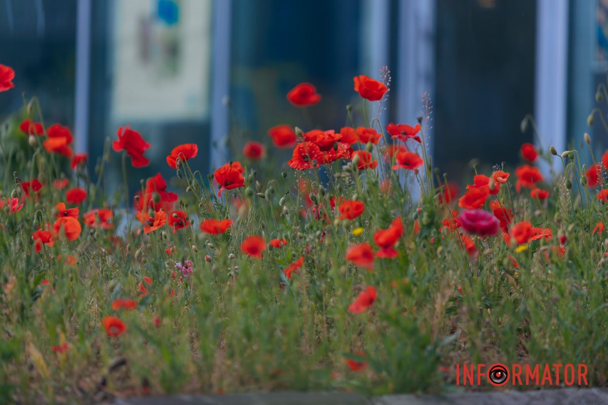 В Днепре на улице Цветы Цисык расцвели маки 7