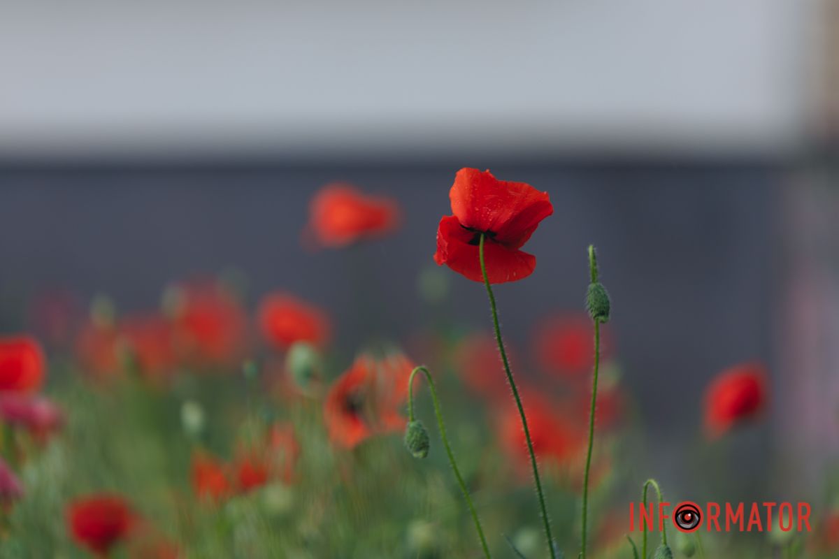 В Днепре на улице Цветы Цисык расцвели маки 6