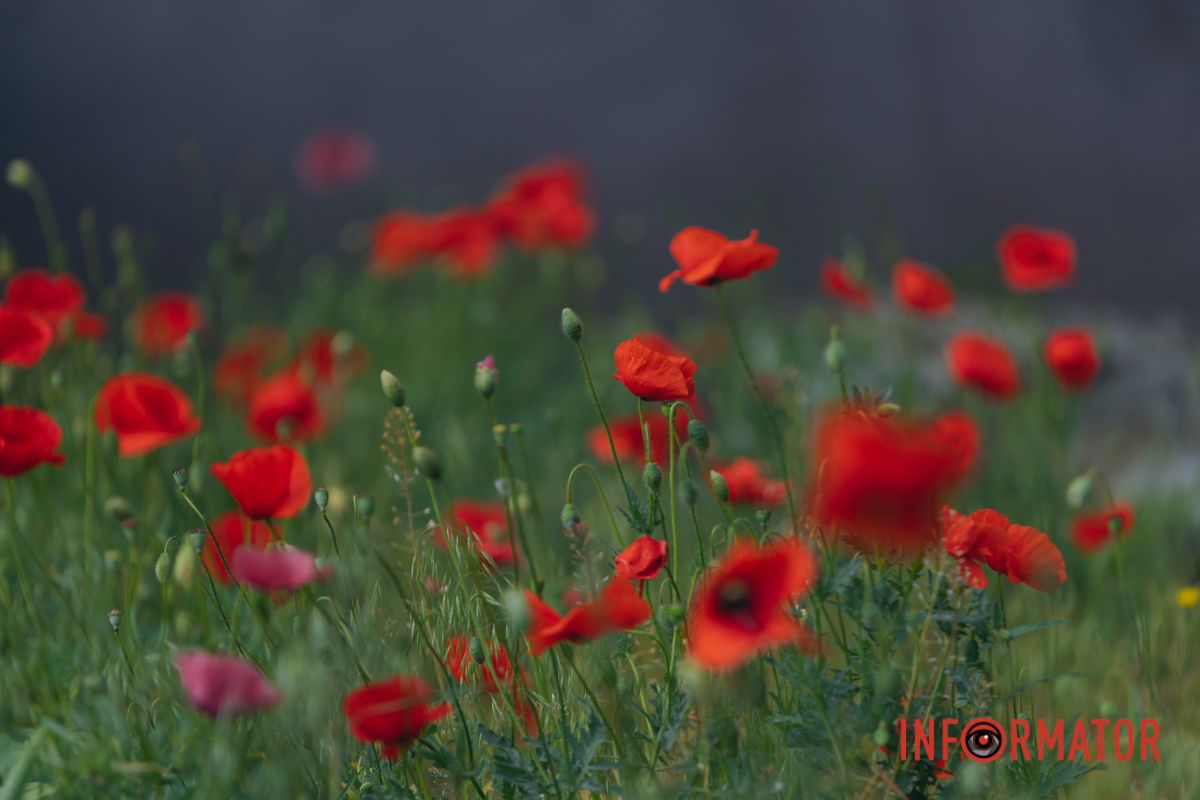 В Днепре на улице Цветы Цисык расцвели маки 12