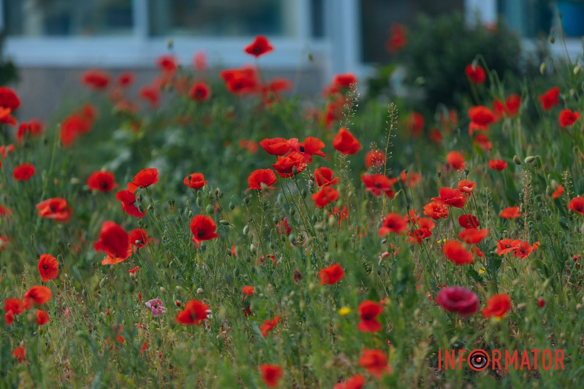 В Днепре на улице Цветы Цисык расцвели маки 5
