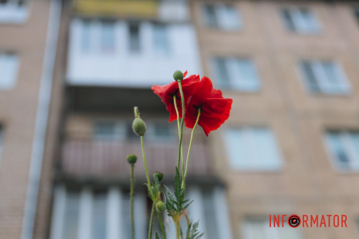 В Днепре на улице Цветы Цисык расцвели маки 9