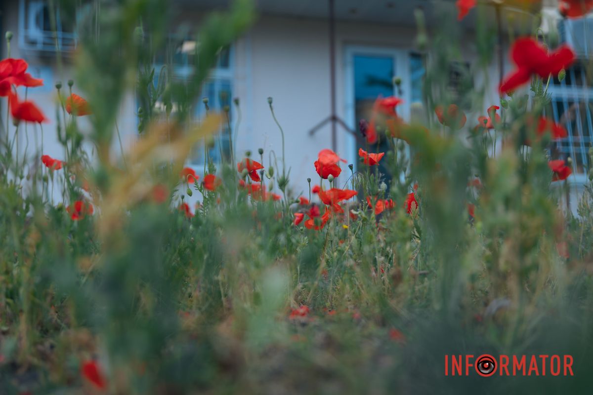 В Днепре на улице Цветы Цисык расцвели маки 13
