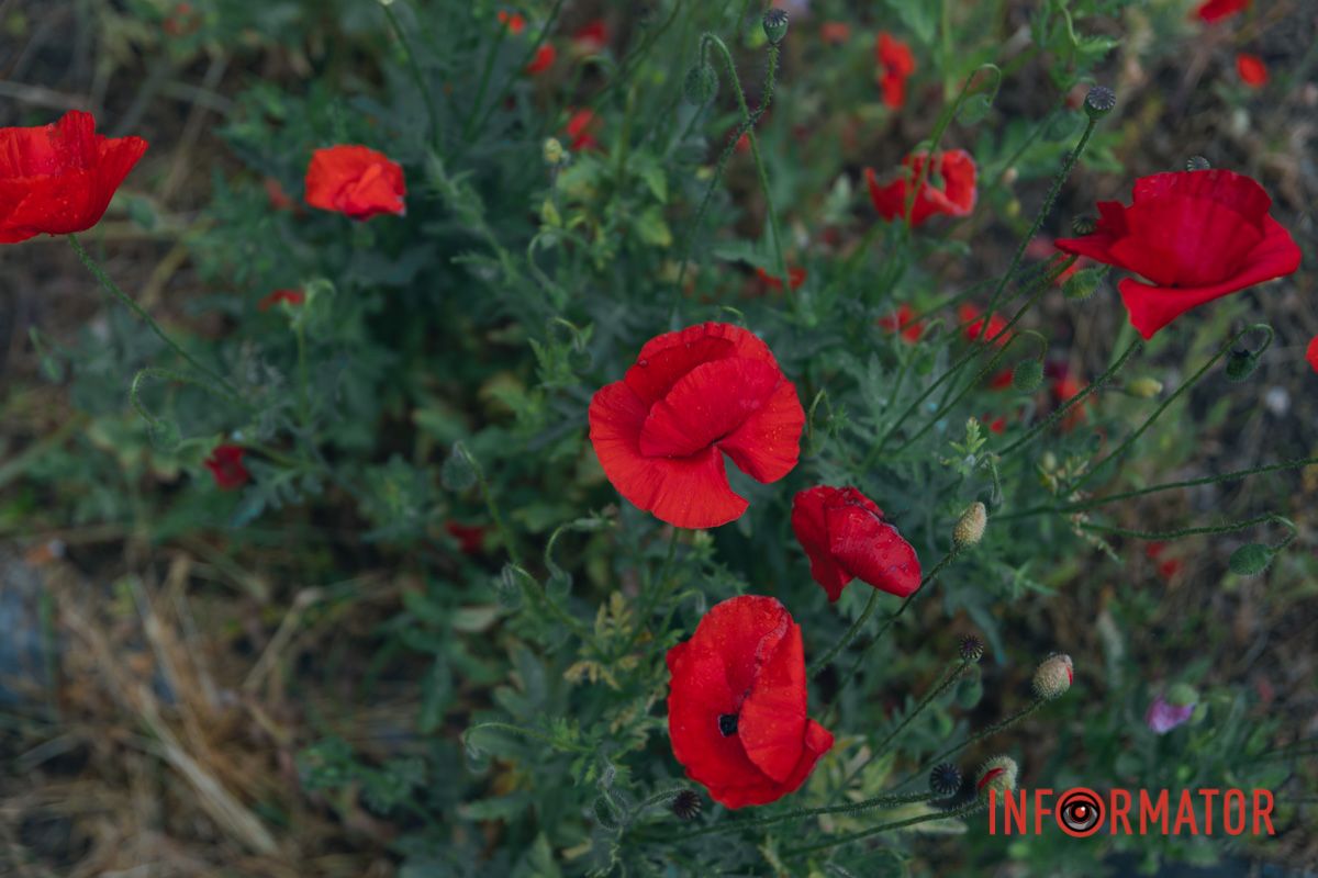 В Днепре на улице Цветы Цисык расцвели маки 14