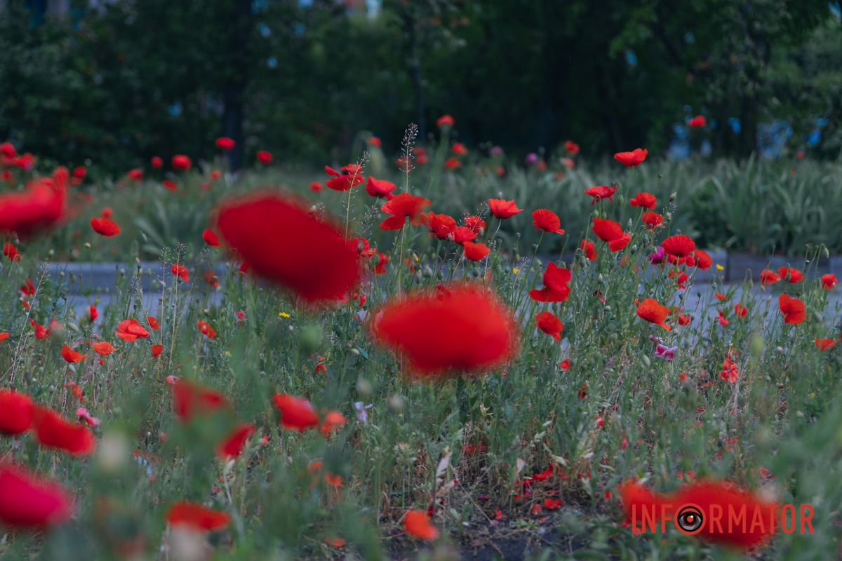 В Днепре на улице Цветы Цисык расцвели маки 10