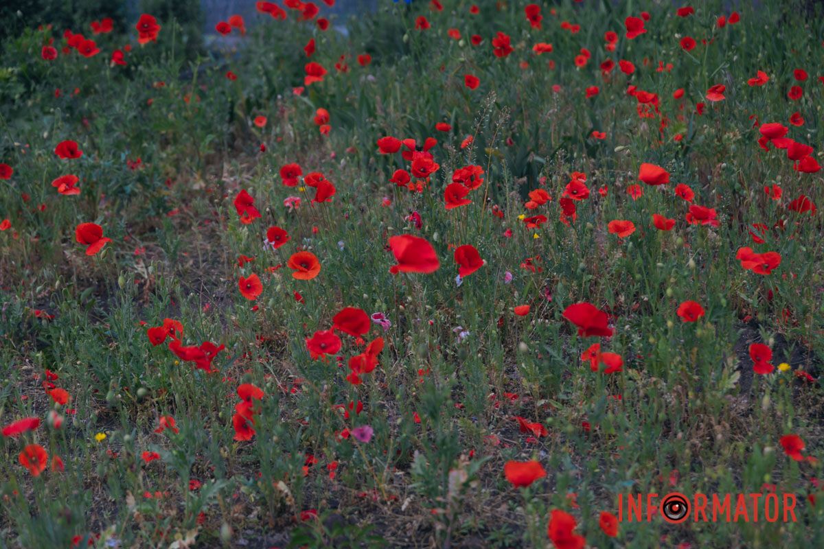 В Днепре на улице Цветы Цисык расцвели маки 11