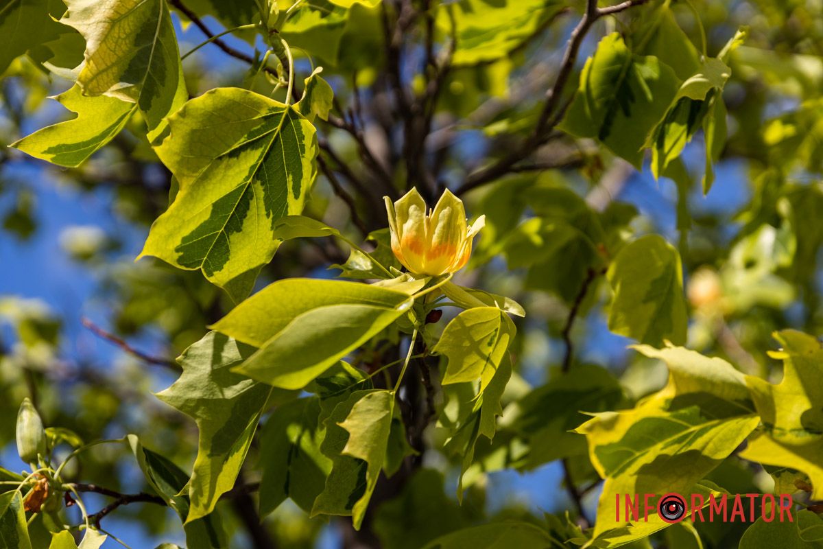 На Набережной Победы в Днепре зацвели тюльпановые деревья.