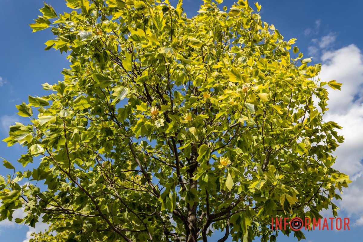 На Набережной Победы в Днепре зацвели тюльпановые деревья.