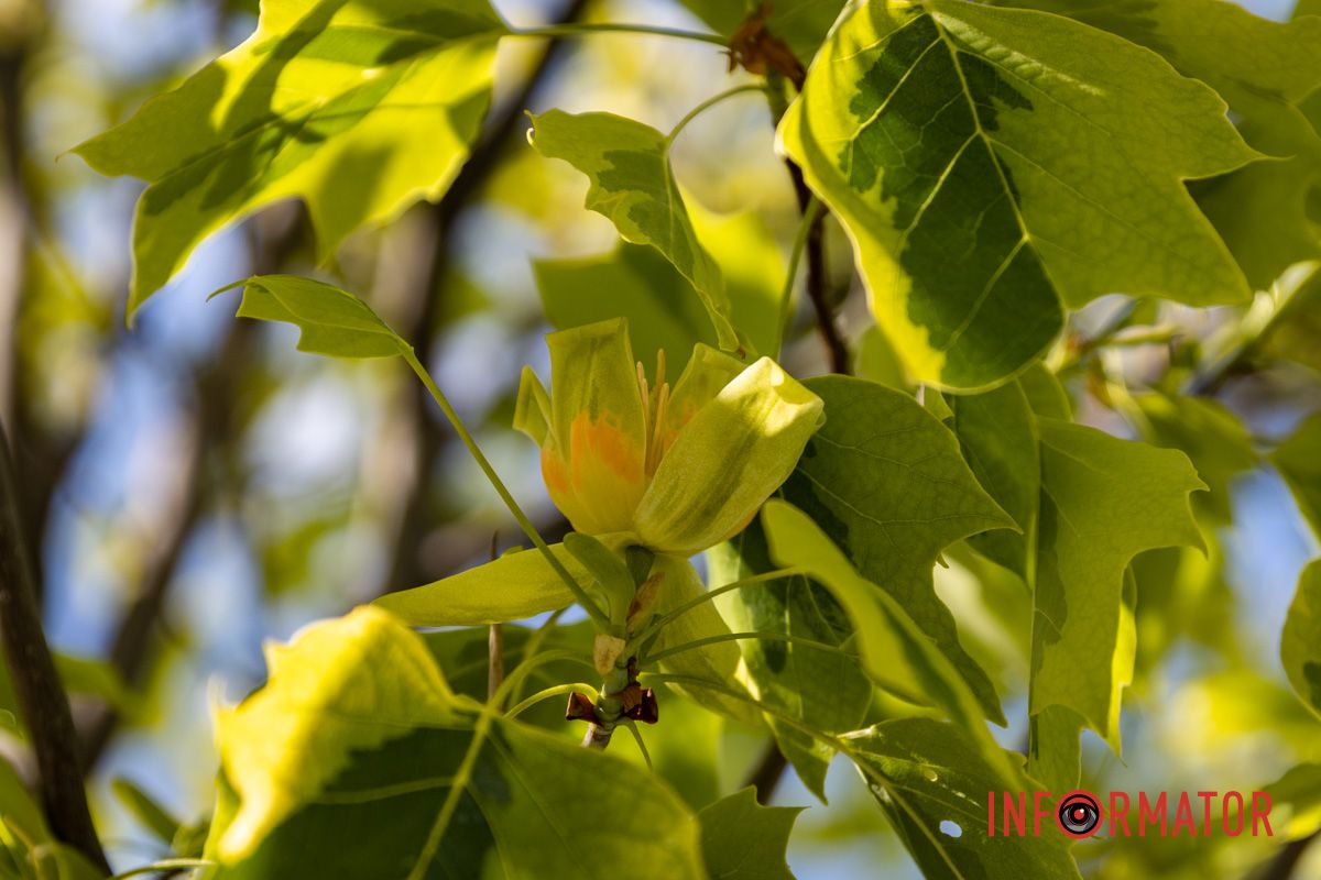 На Набережной Победы в Днепре зацвели тюльпановые деревья 3
