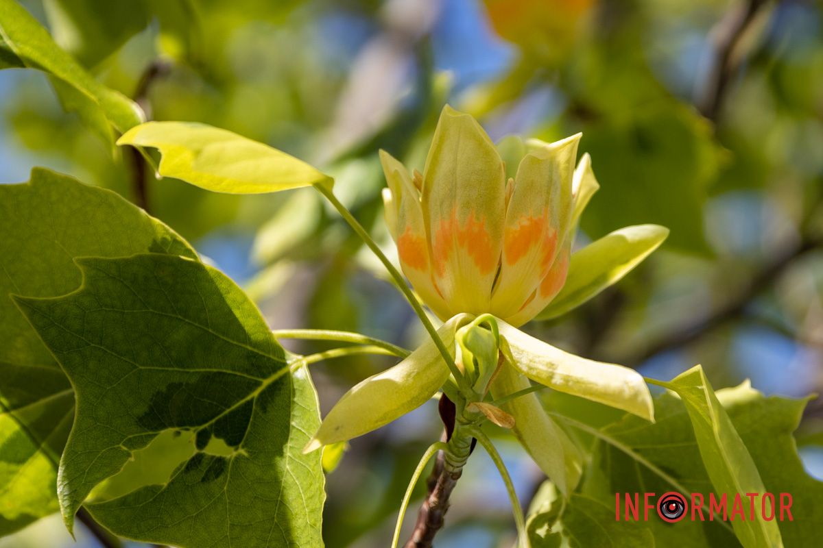 На Набережной Победы в Днепре зацвели тюльпановые деревья.