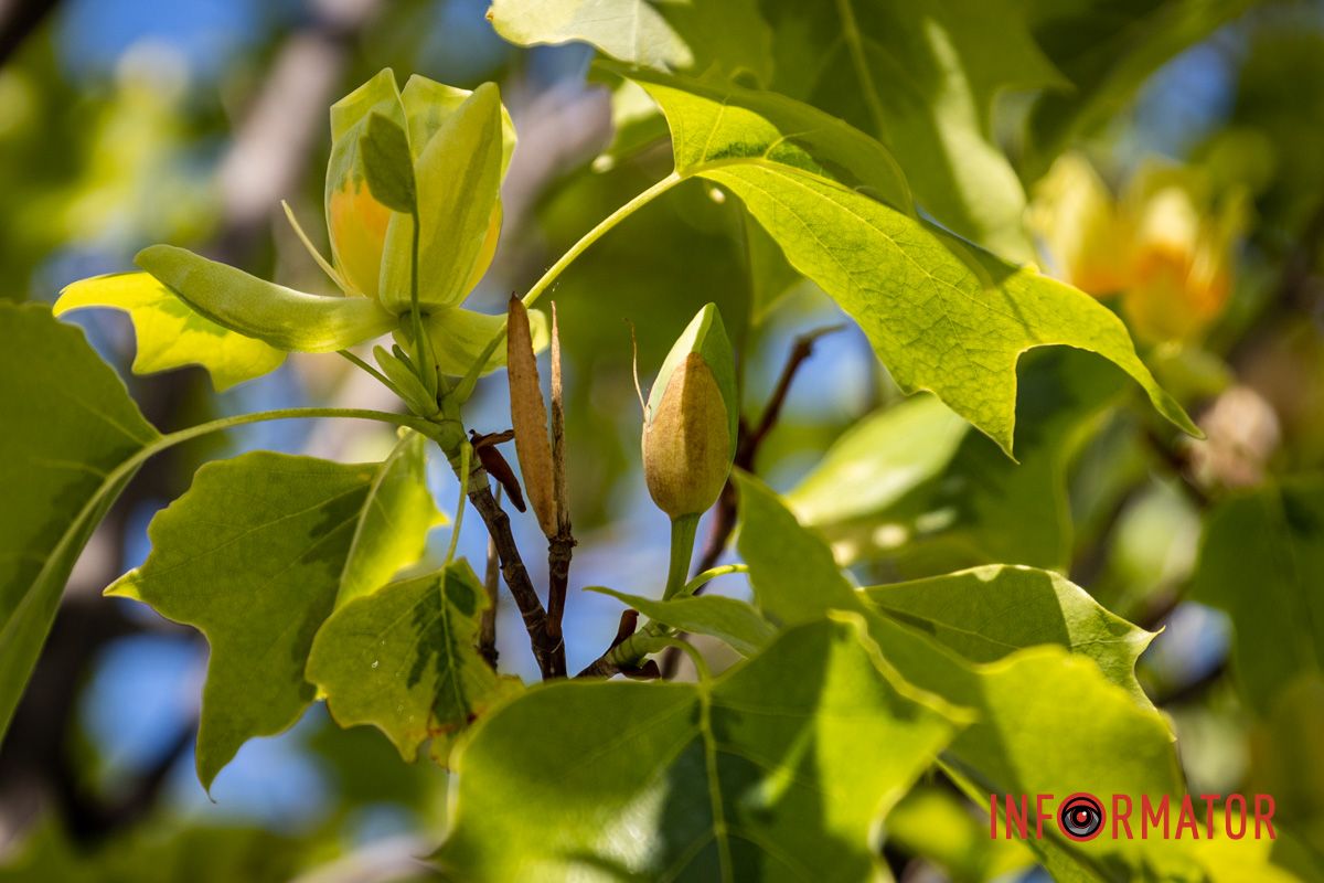 На Набережной Победы в Днепре зацвели тюльпановые деревья