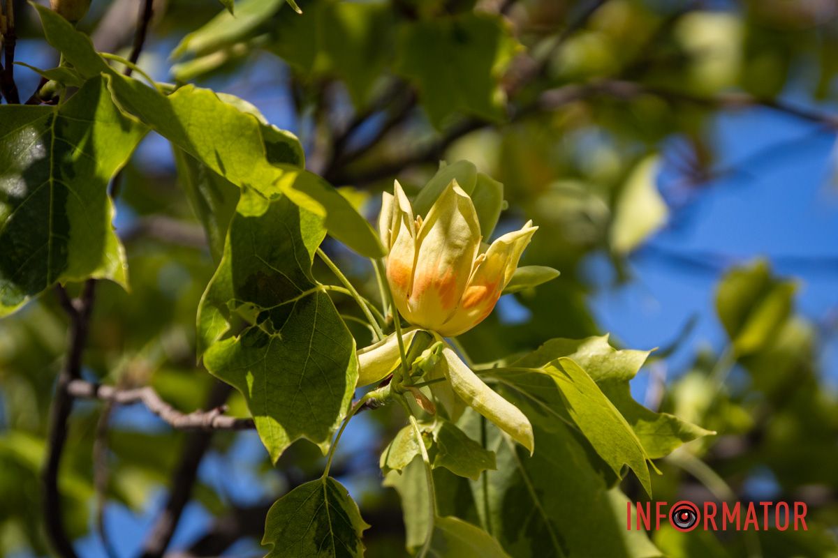 На Набережной Победы в Днепре зацвели тюльпановые деревья 6