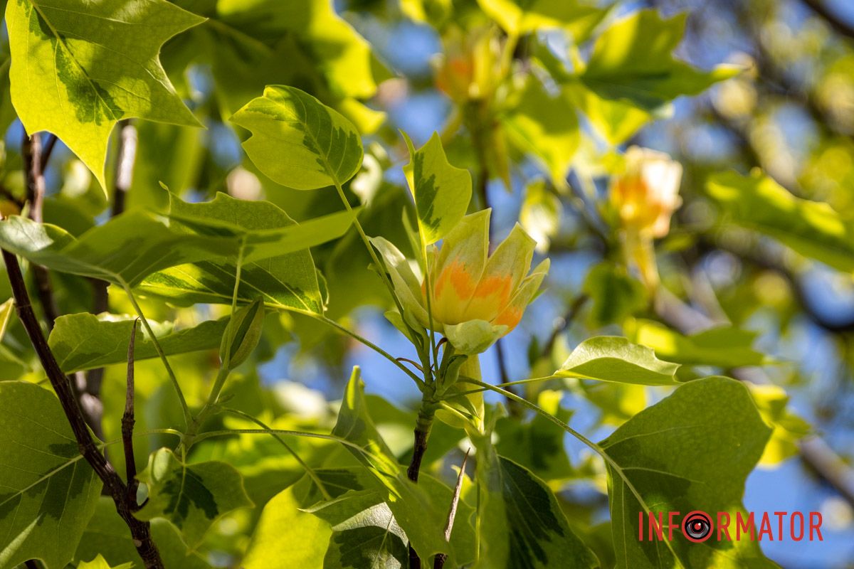 На Набережной Победы в Днепре зацвели тюльпановые деревья 7