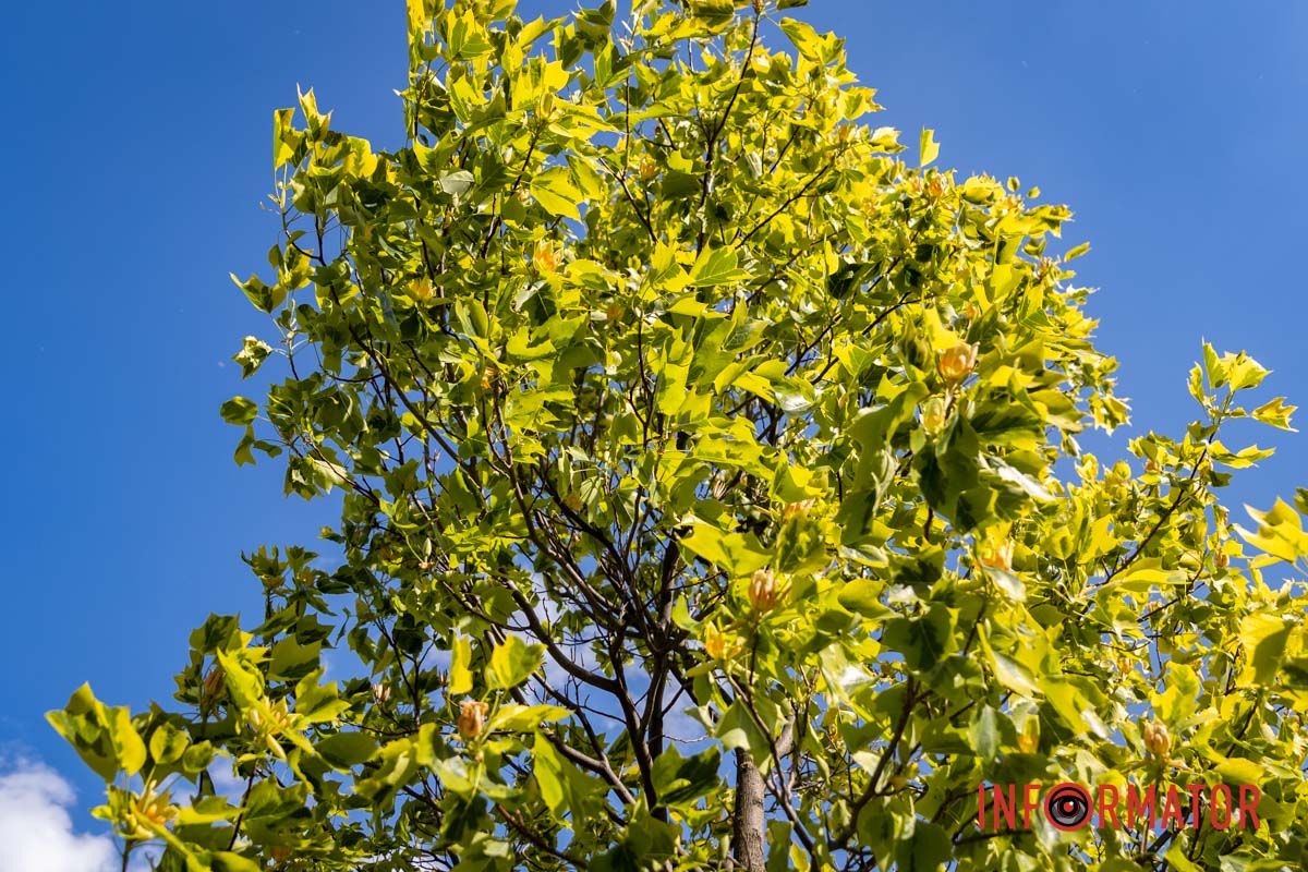 На Набережной Победы в Днепре зацвели тюльпановые деревья 8