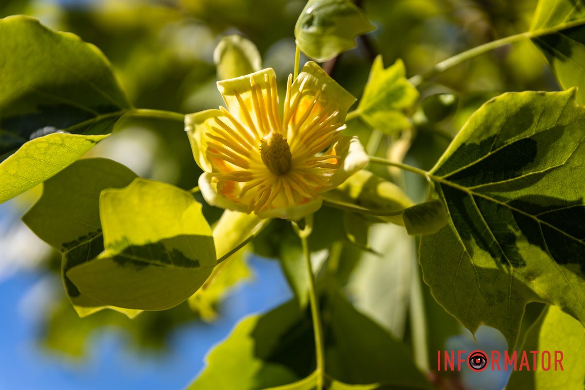 На Набережной Победы в Днепре зацвели тюльпановые деревья 9