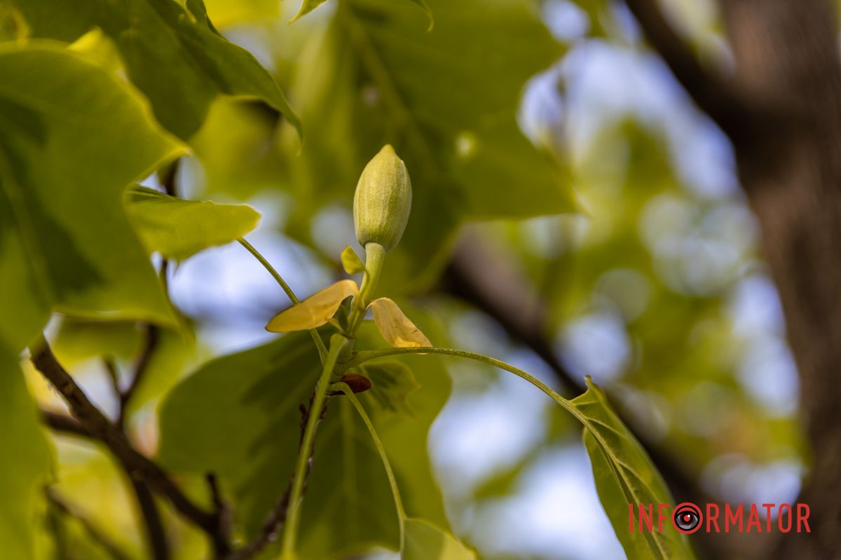 На Набережной Победы в Днепре зацвели тюльпановые деревья 10