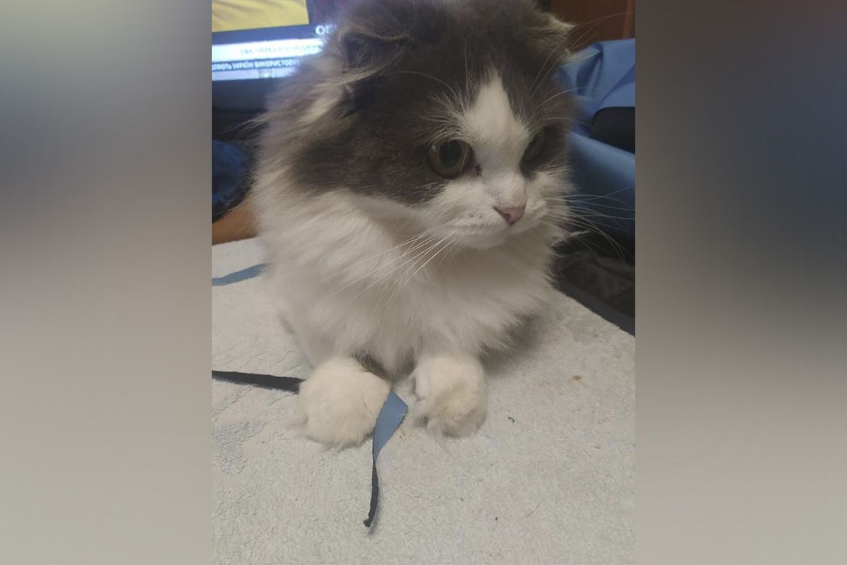 Кошка Кошка